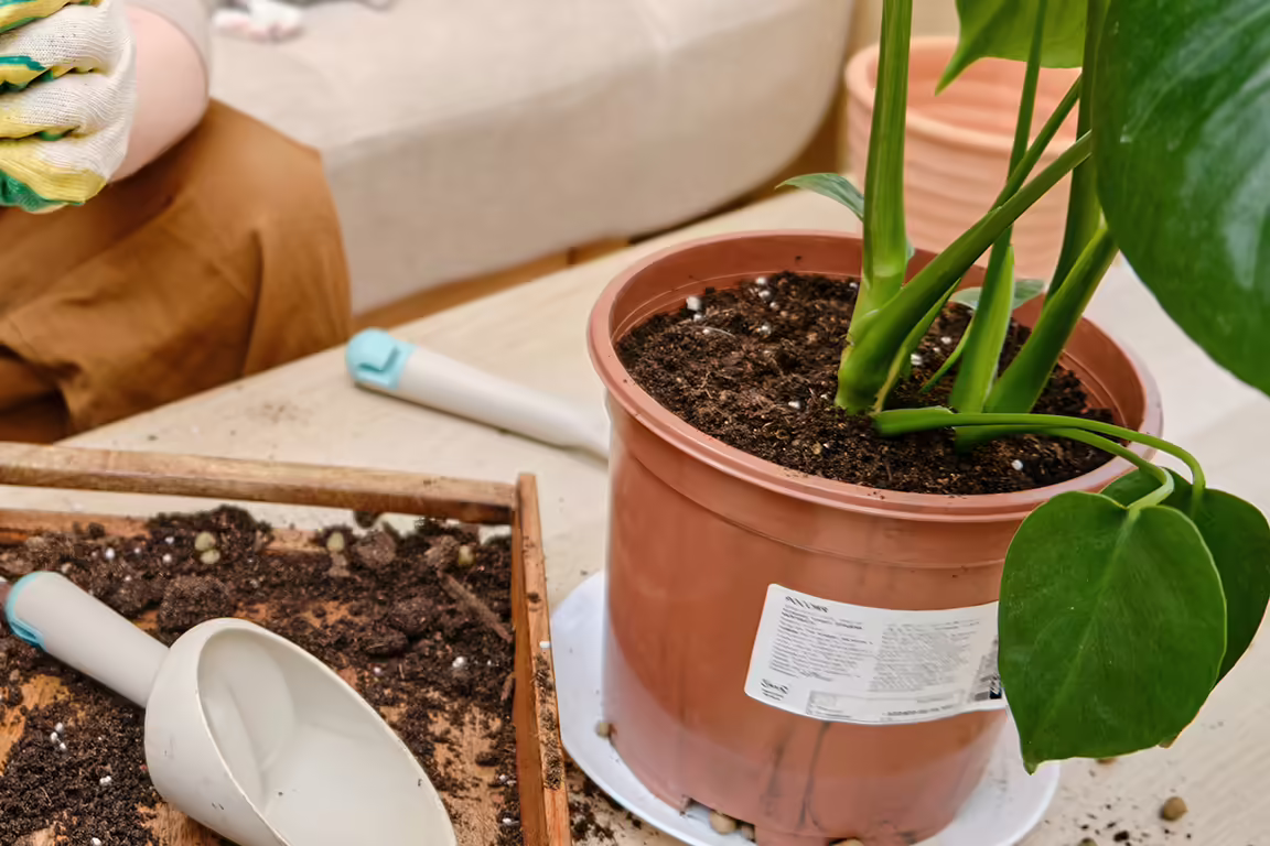 A person multitasking on a tablet while repotting a houseplant in the house.