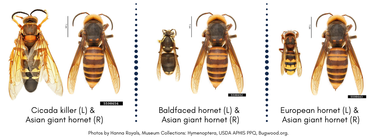 Comparison pictures of cicada killer, baldfaced hornet, and European hornet to Asian giant hornet.