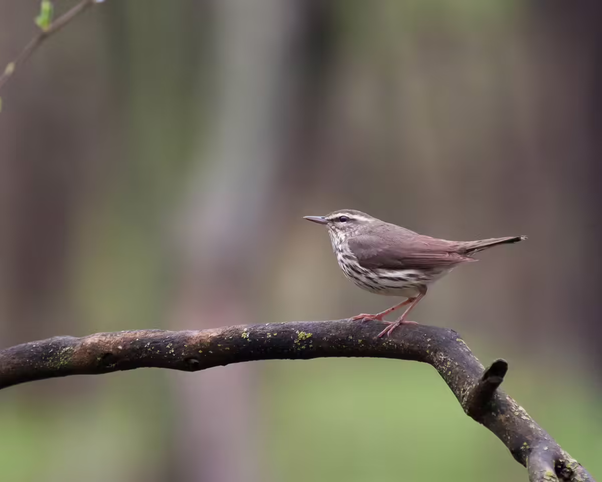 a Louisiana waterthrush perches on a bare stick