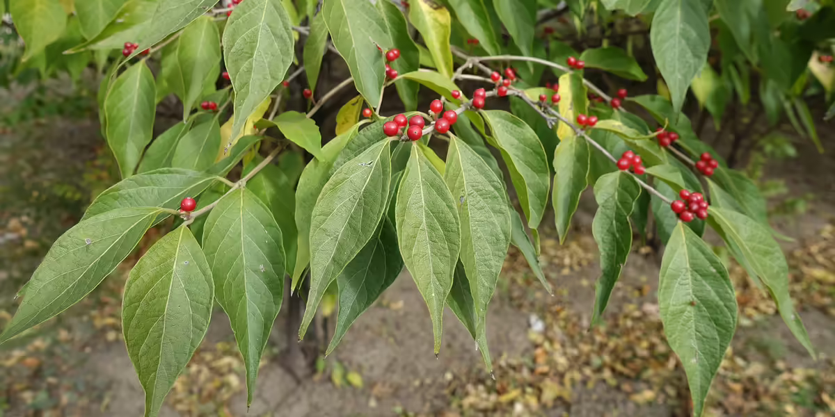 amur bush honesuckle
