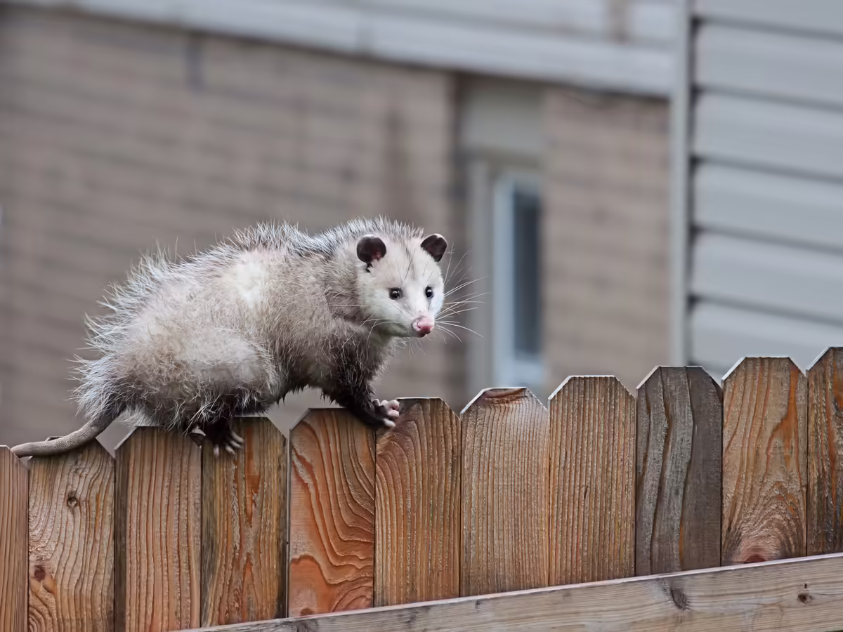 A possum on a fence in a neighborhood