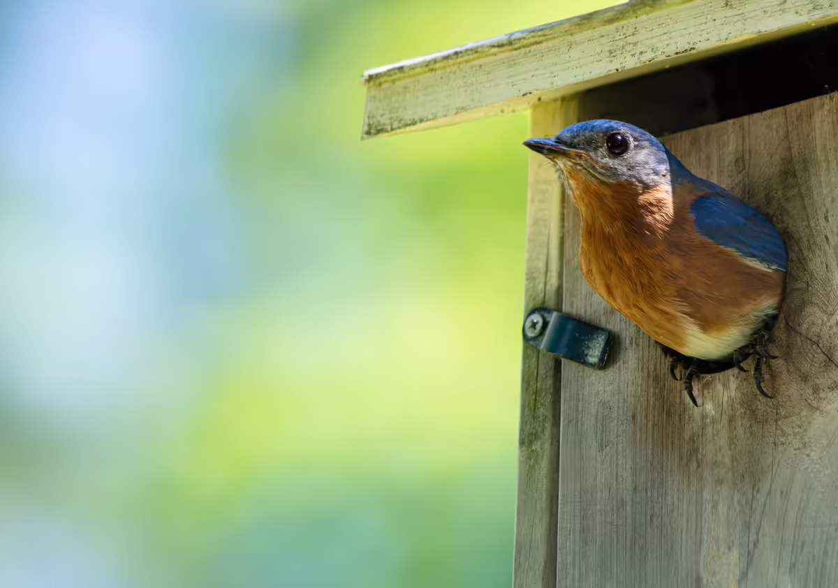 An eastern bluebird emerging from the entrance of a nest box