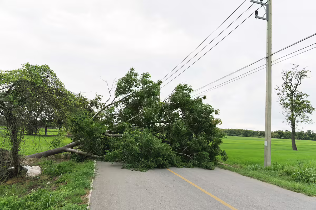 a downed tree on a powerline