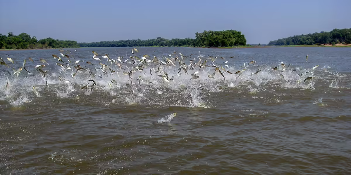invasive carp jumping out of the water