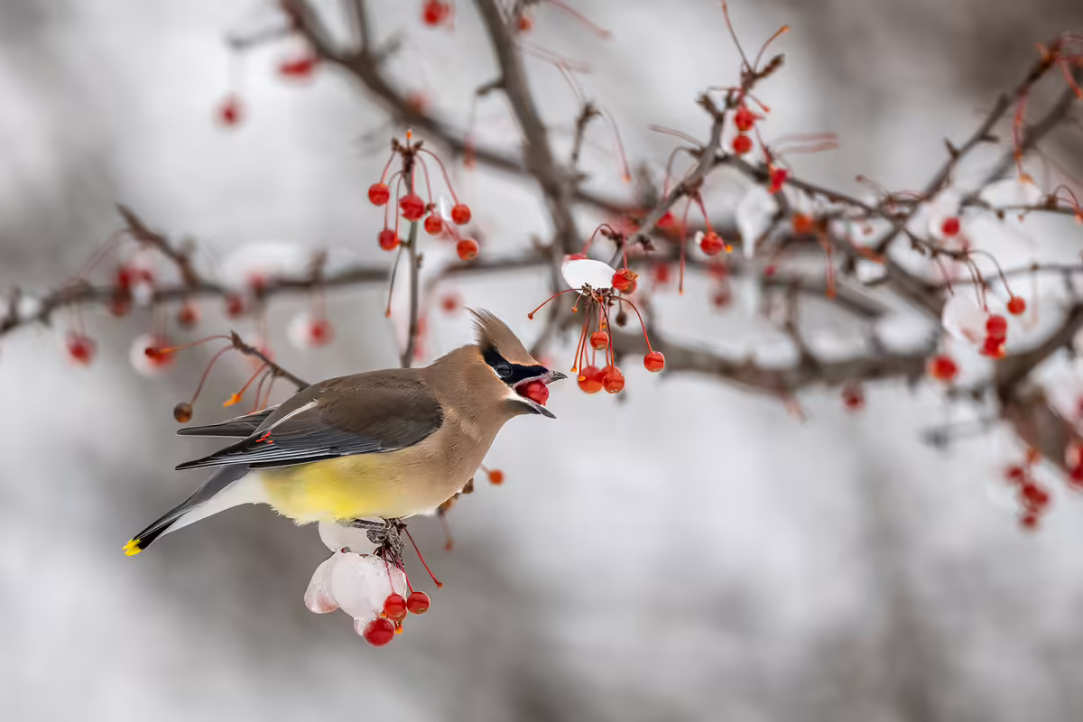 a yellow bird eats a red berry off a tree in winter