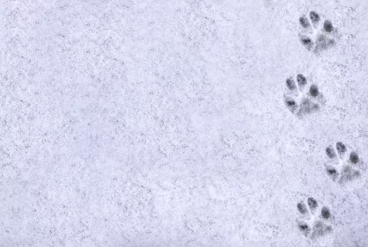 dog prints in the snow