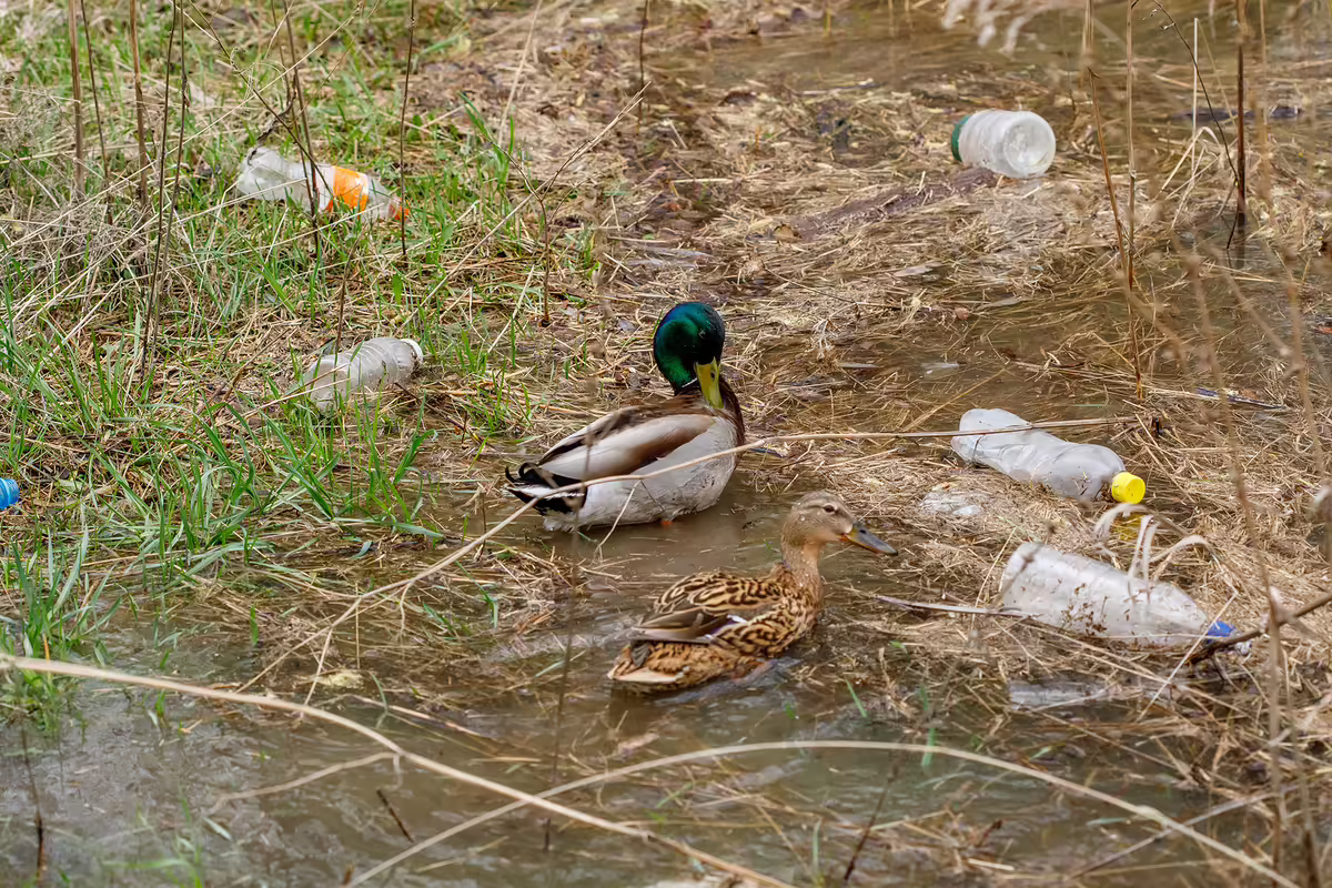 two ducks in water surrounded by trash
