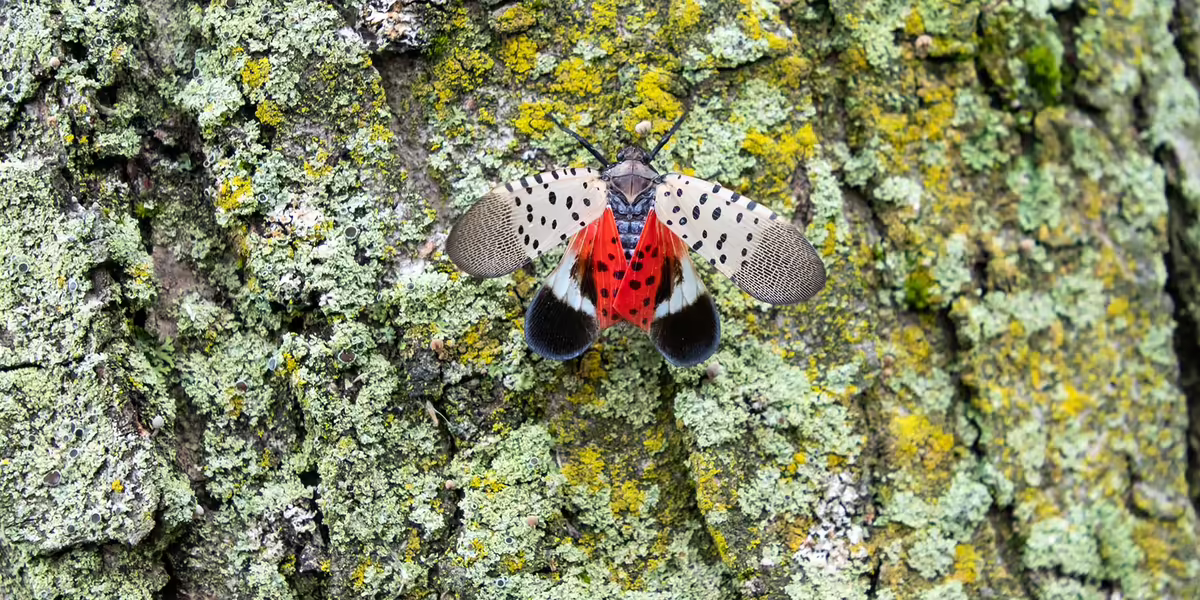 spotted lanternfly