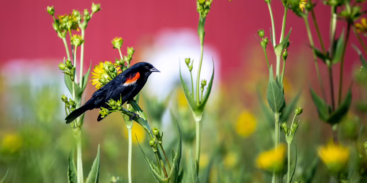 a red winged black bird on a prairie plant