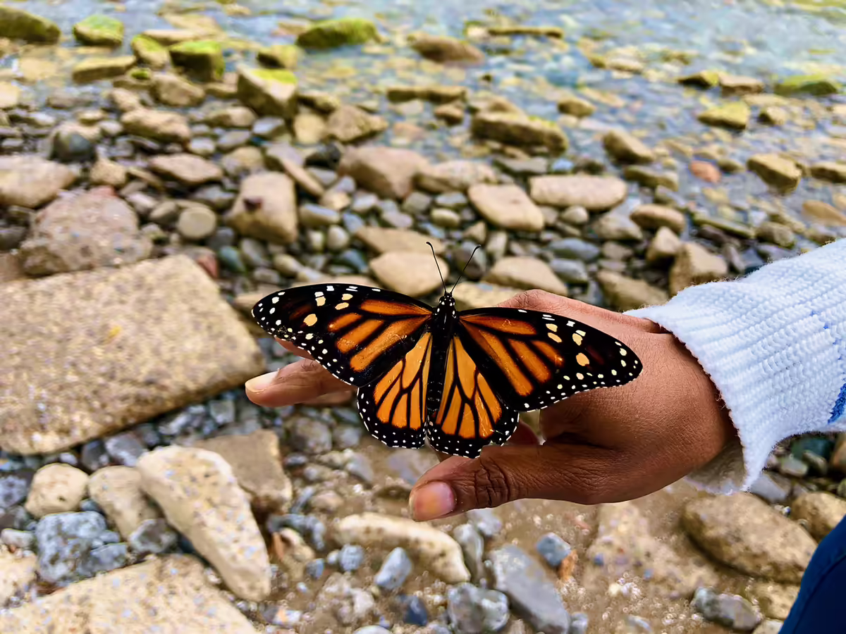a monarch butterfly perched on a woman's hand