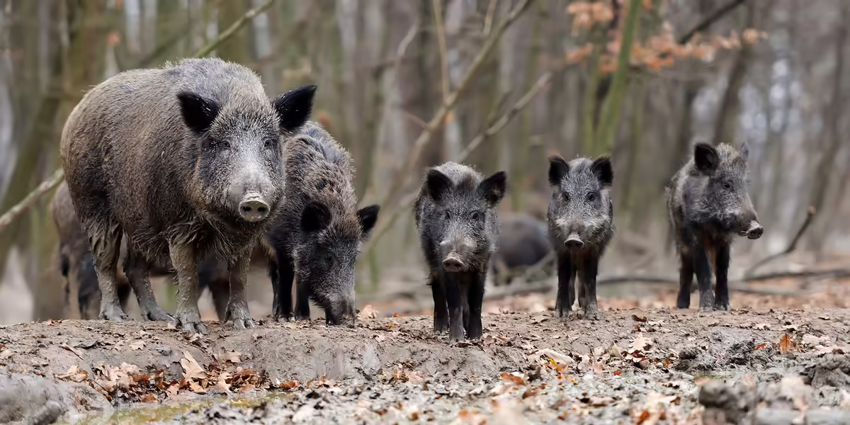 wild hogs