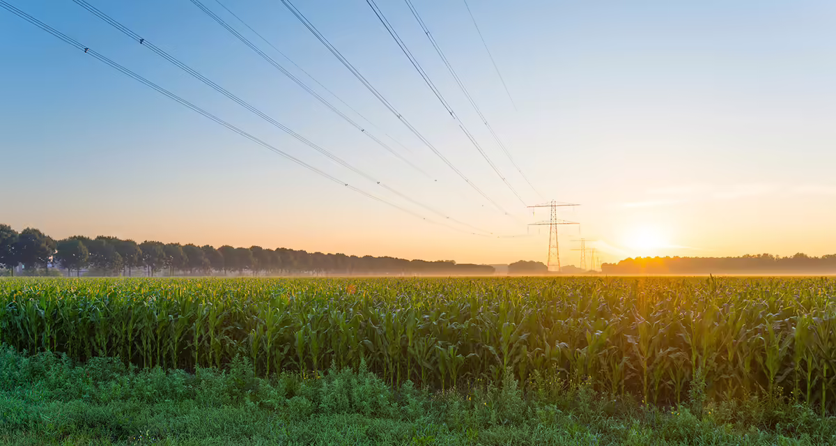 A sunrise over a corn field with power lines overhead