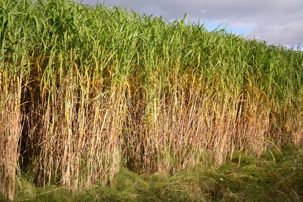 A field of the grass Miscanthus 