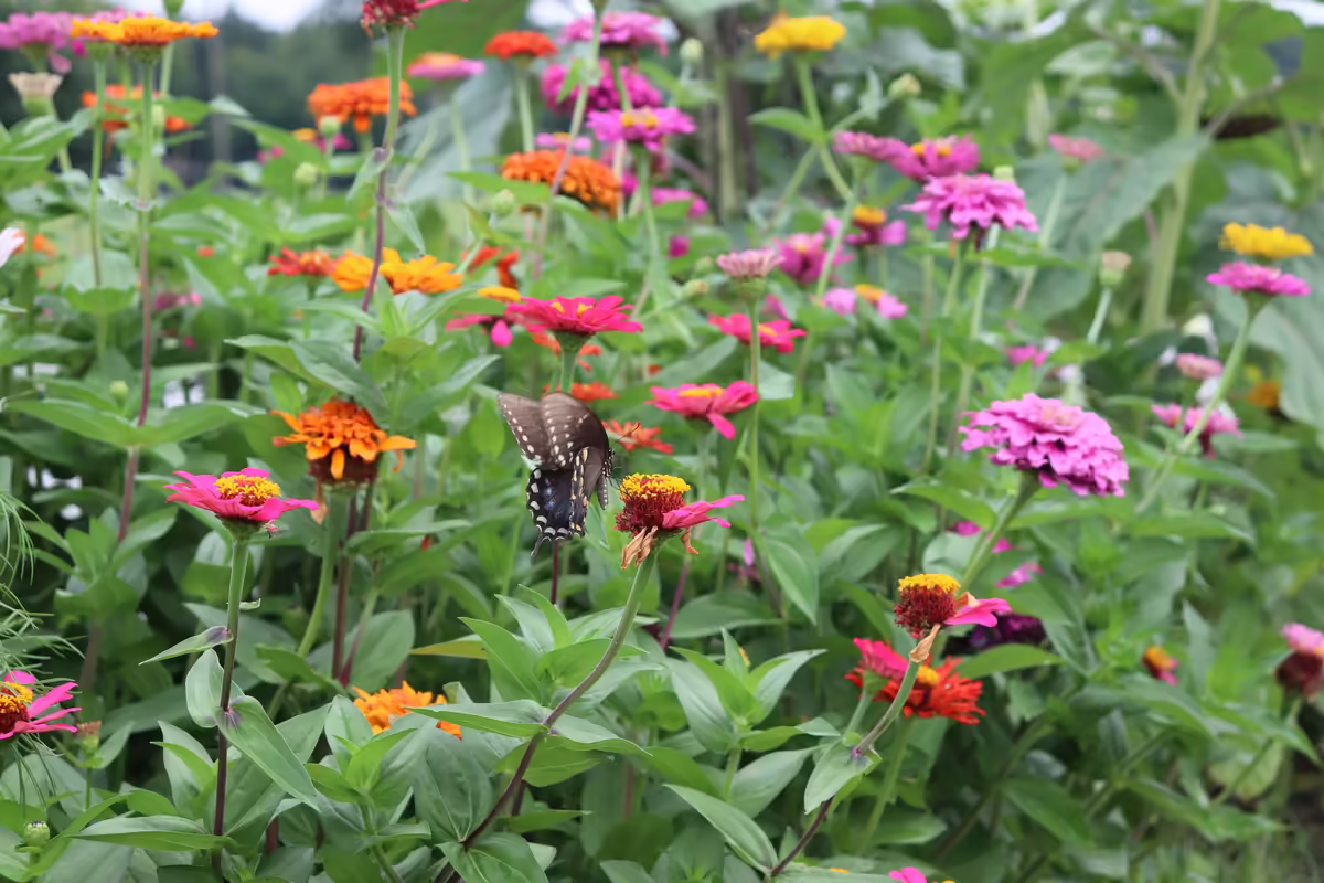 Butterfly flying around to zinnia flowers. 