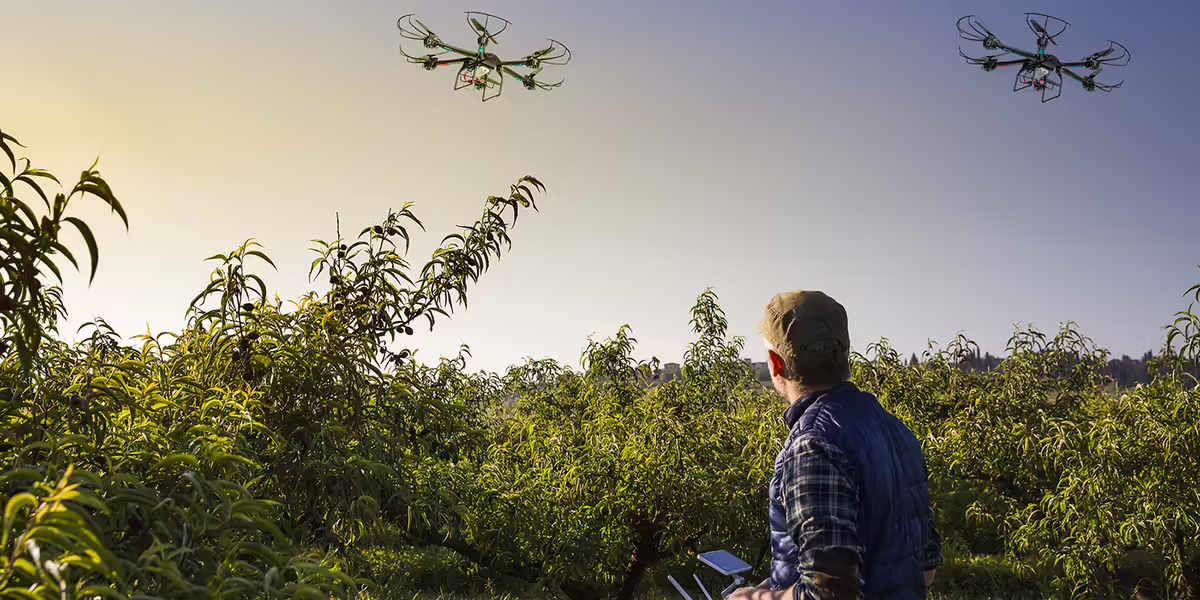 A person with a controller flies drones over a field