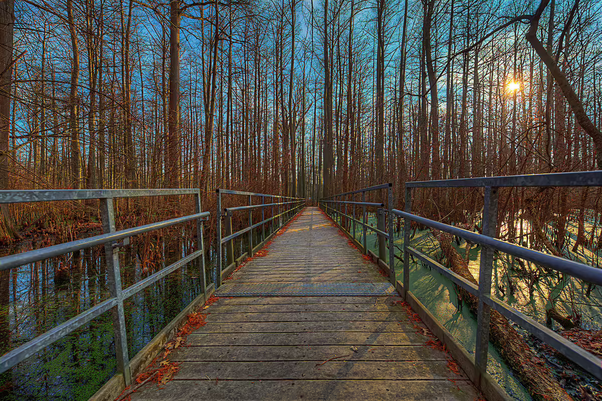 a boardwalk through a wetland