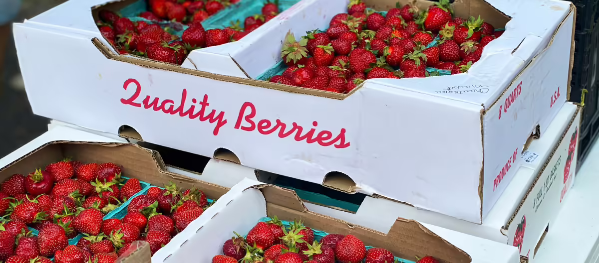 strawberries packed in cartons
