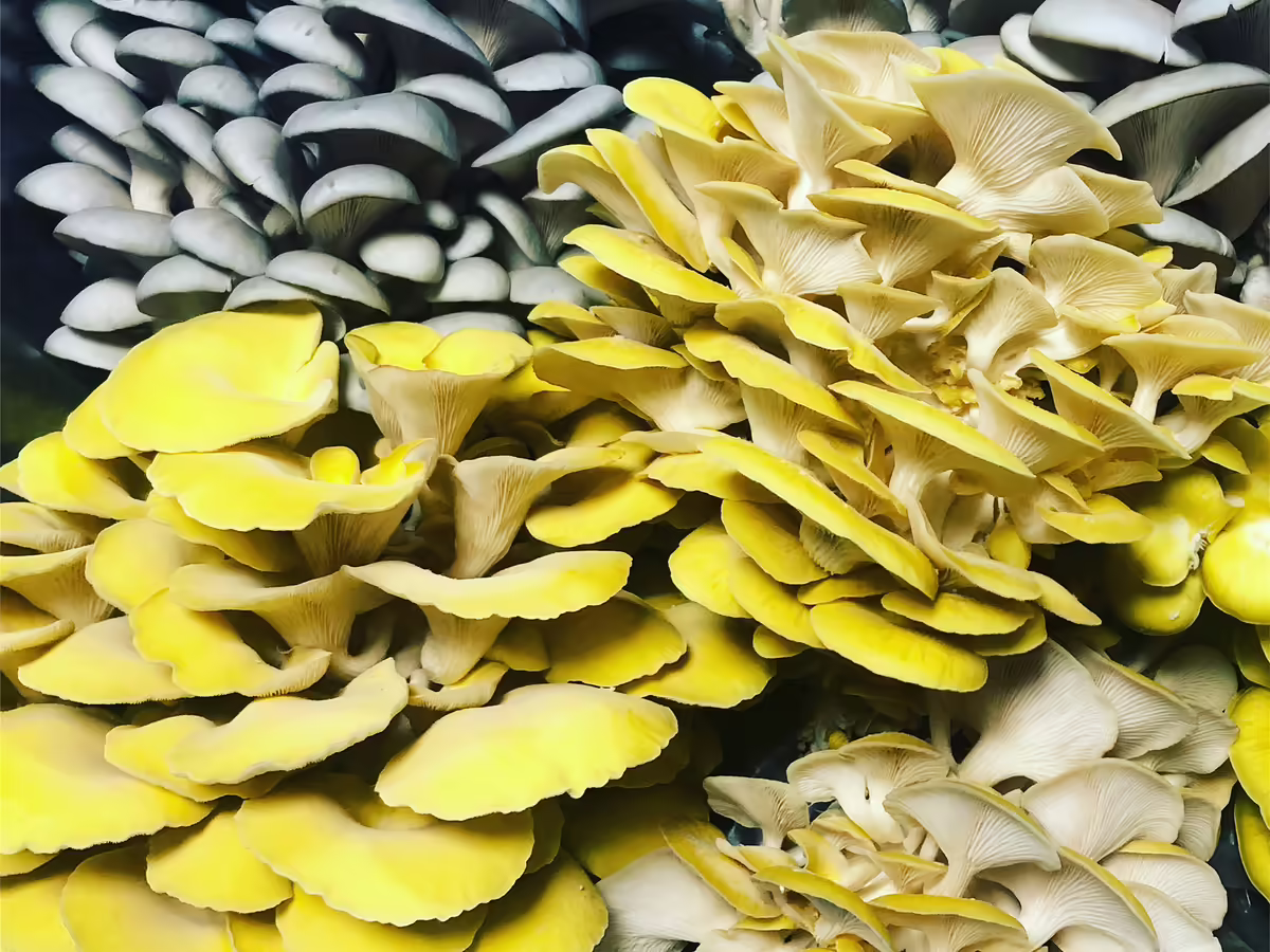 oyster mushrooms