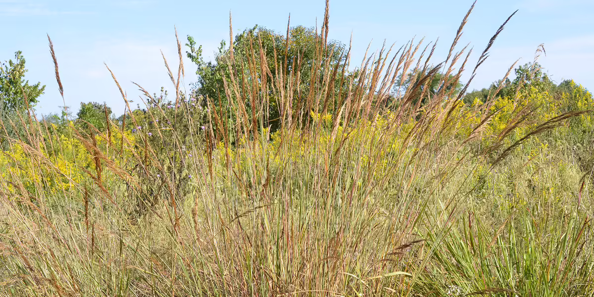 A grassland