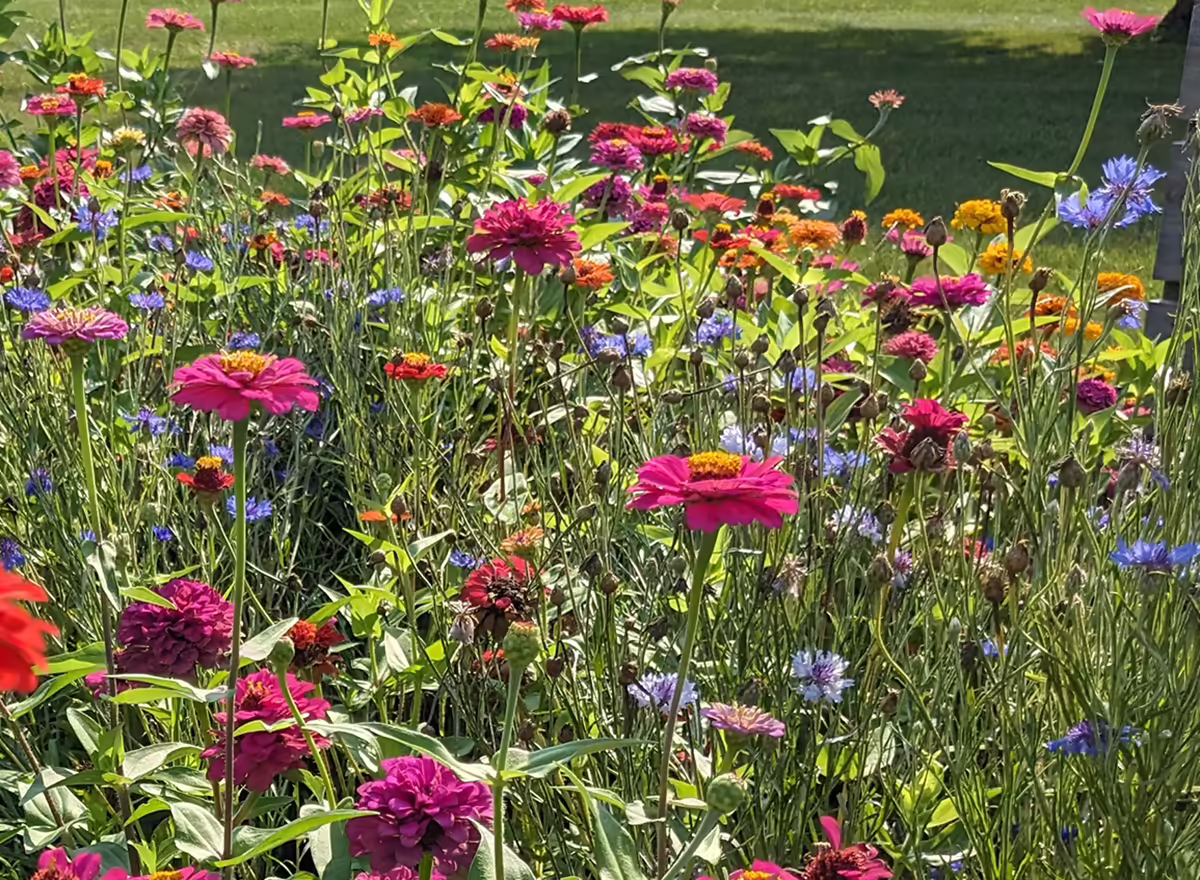 pink, orange, yellow, and purple flowers