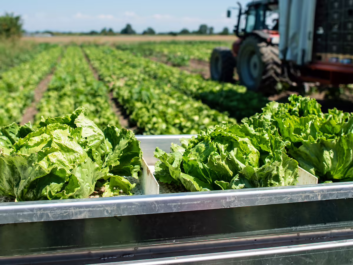 lettuce being harvested on farm