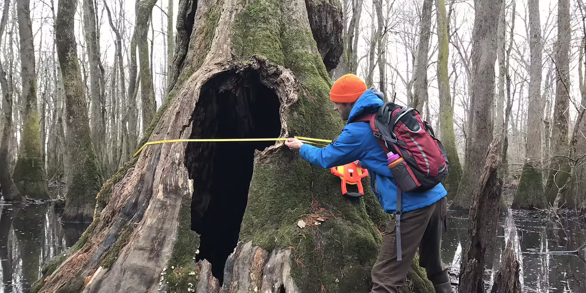 A man measures a tree in a forest