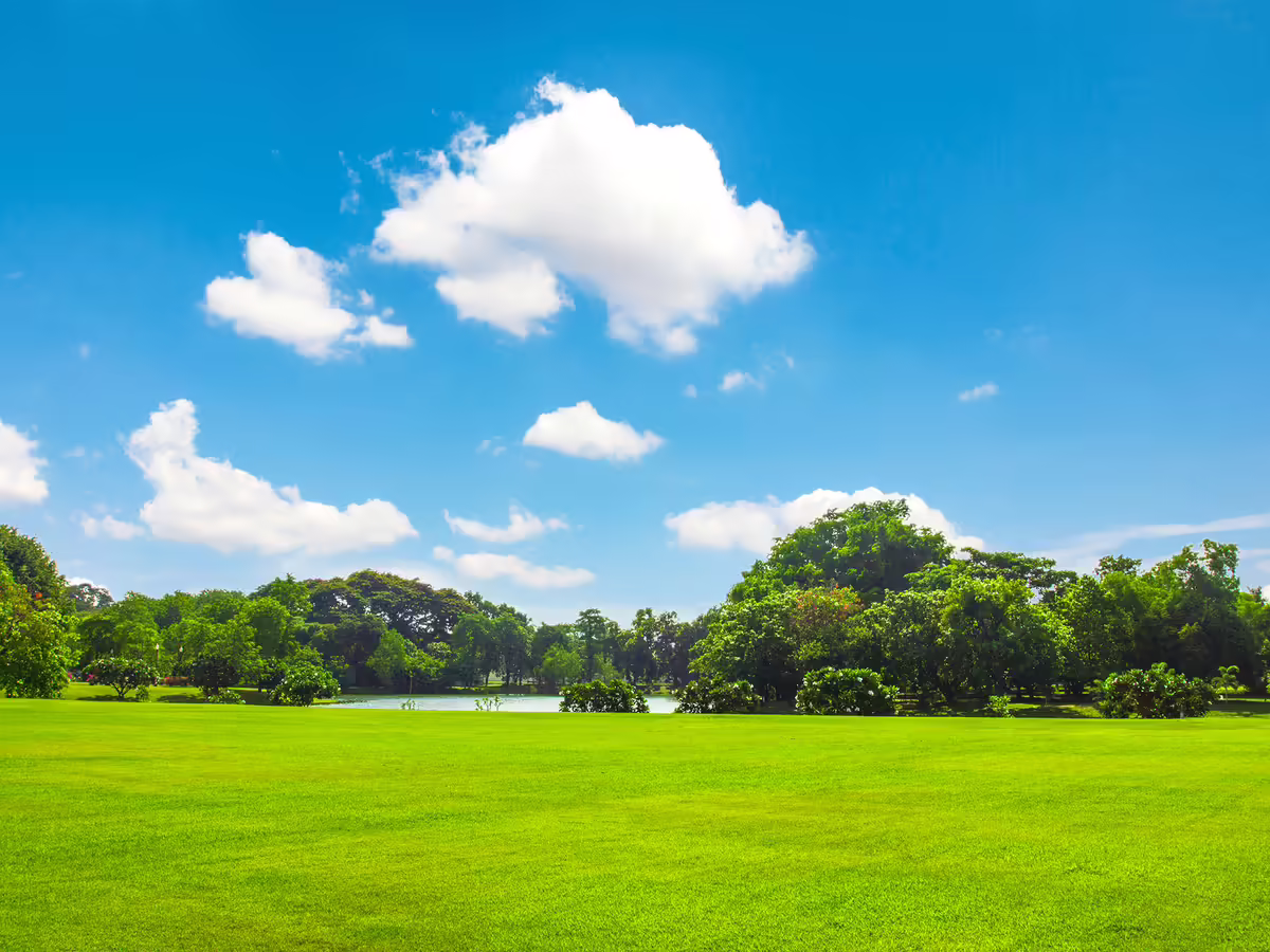 open green space near pond