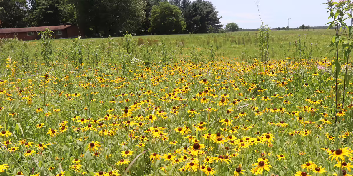 yellow blooms across Dixon Springs Ag Center's pollinataor prairie
