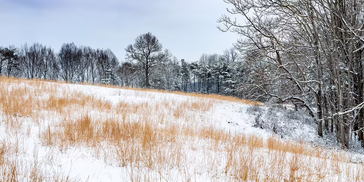 prairie grass and trees covered with snow