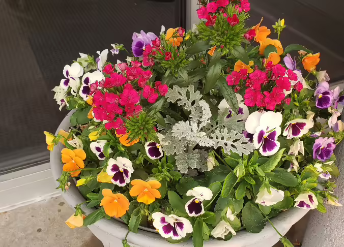 A group of colorful flowers in a large container