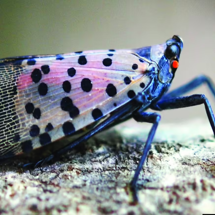 spotted lanternfly