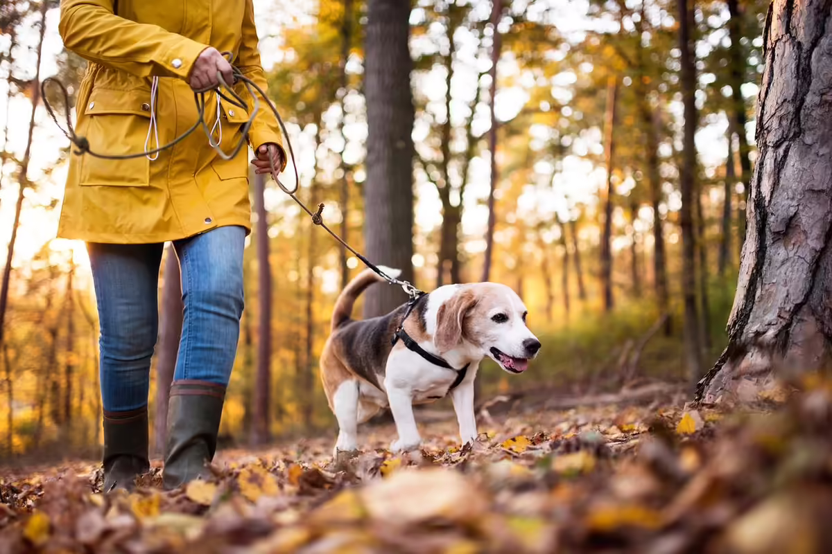 dog walks through forest on leash