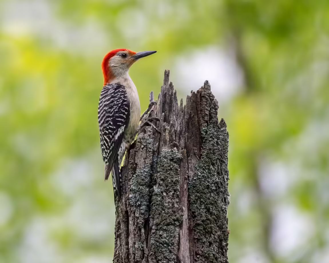 a woodpecker perched on top of a dead tree