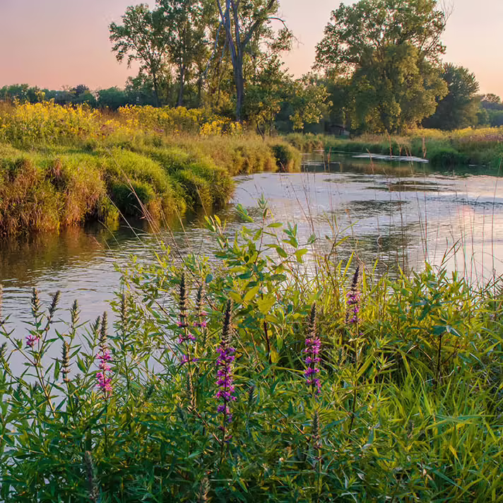 purple loosestrife growing along river