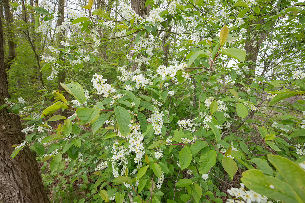 a green shrub with white blooms