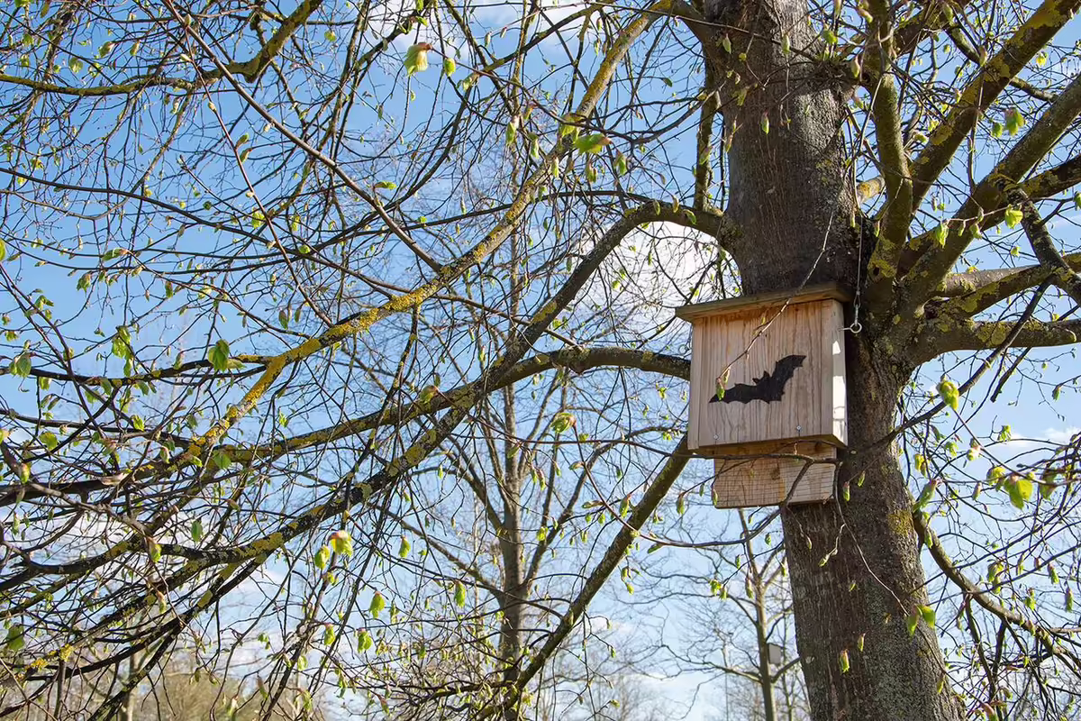 a bat box in a tree