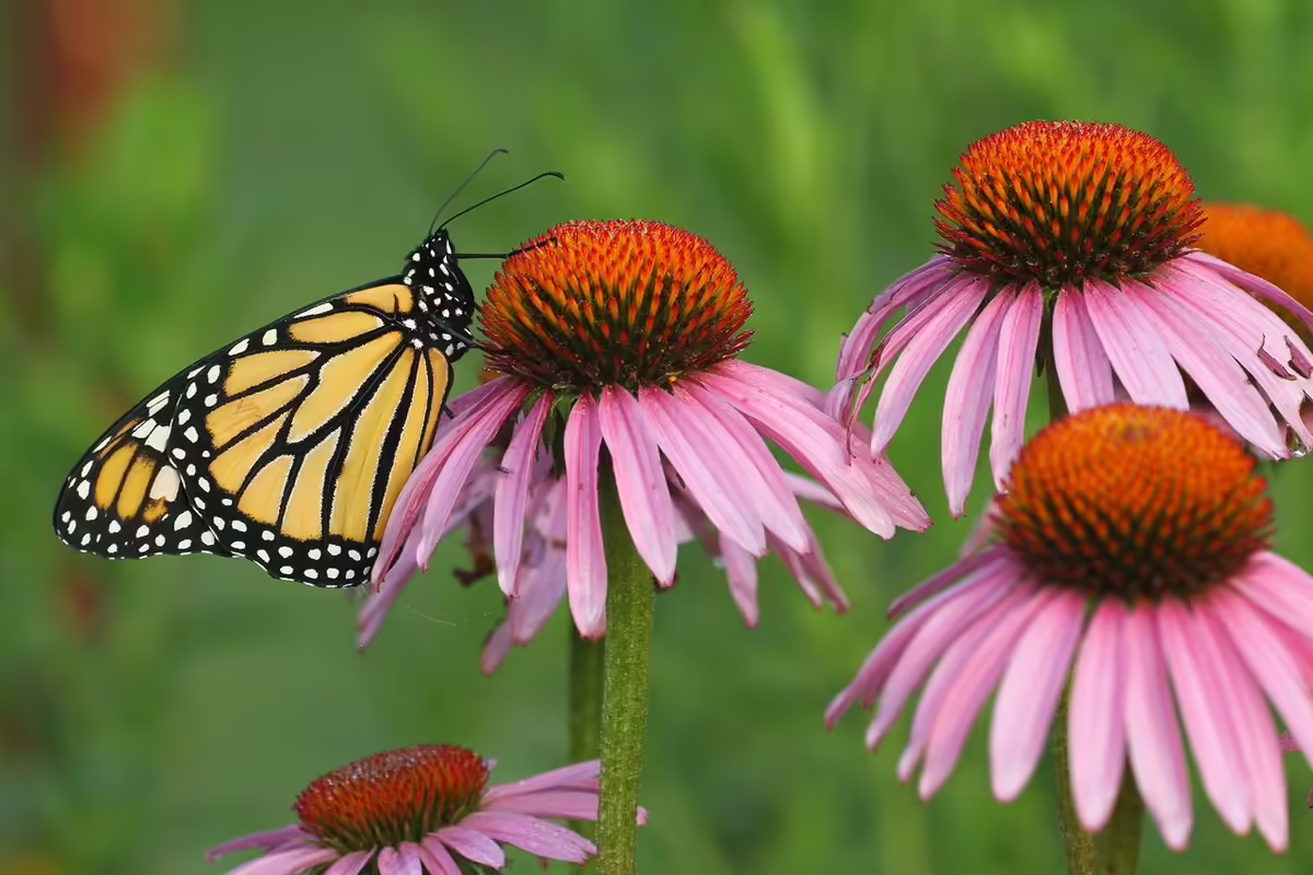 a butterfly perches on a pink coneflower