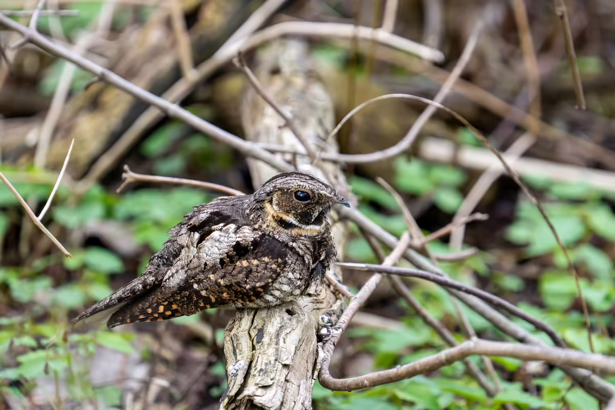 a whip-poor-will perched on a branch on the springtime forest floor