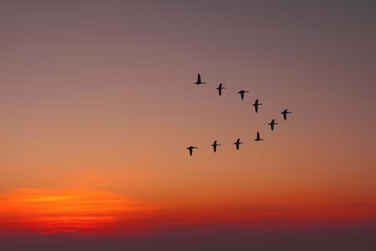  birds flying in a v-shape during sunset