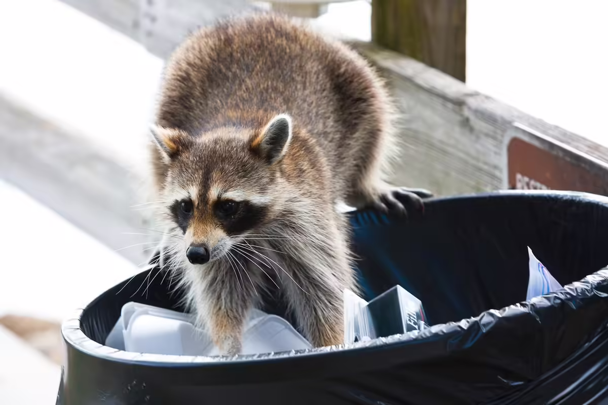 a raccoon in trash