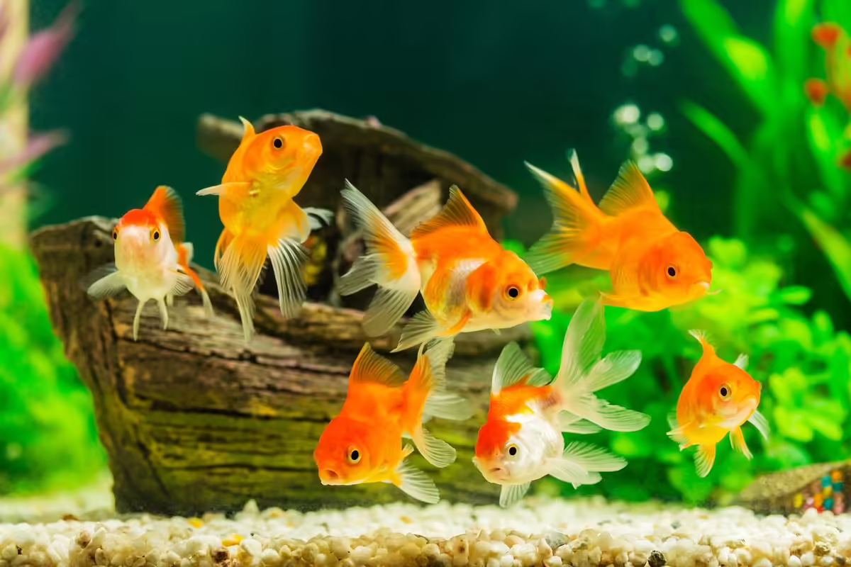 a group of goldfish in a tank