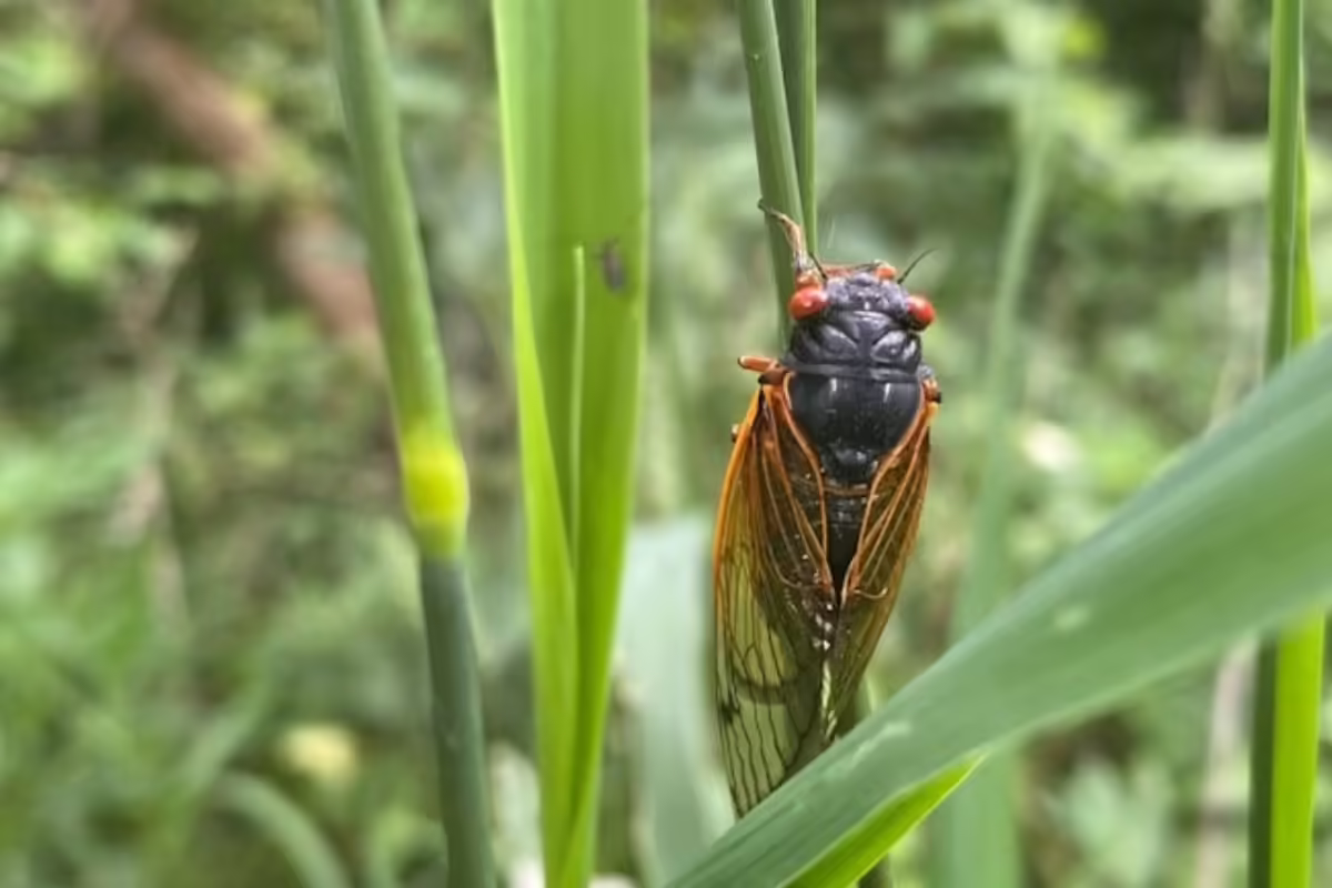 Cicada on a leaf