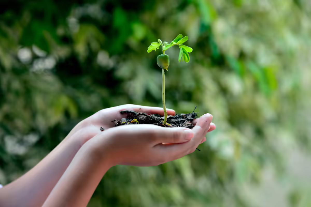 Cupping a seedling in hands