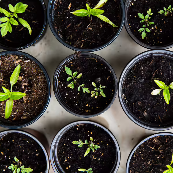 seed plant starts in pots