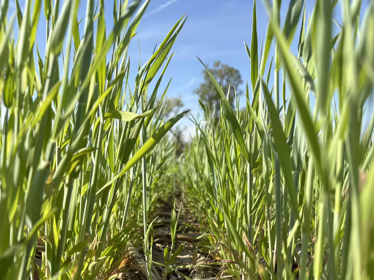 Crops in ground