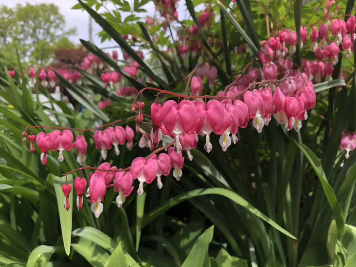 bleeding heart flowers