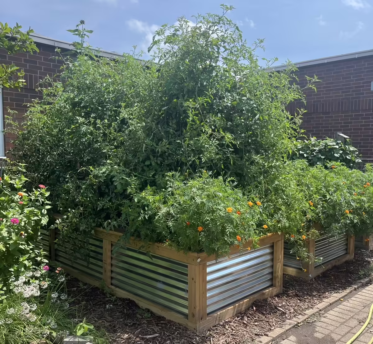 A raised bed with tomato plants sits inside the Germantown Hills School Garden.