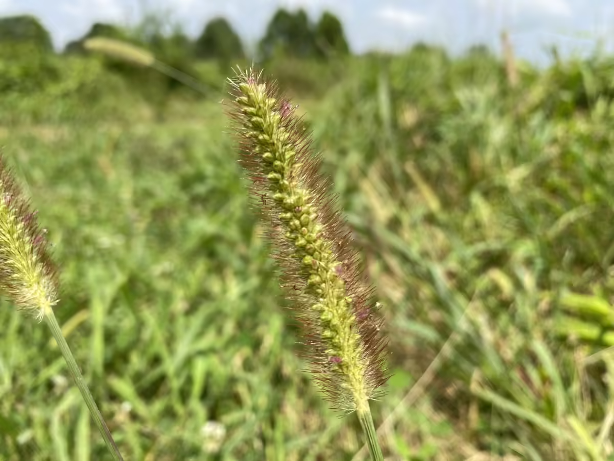 yellow foxtail spike