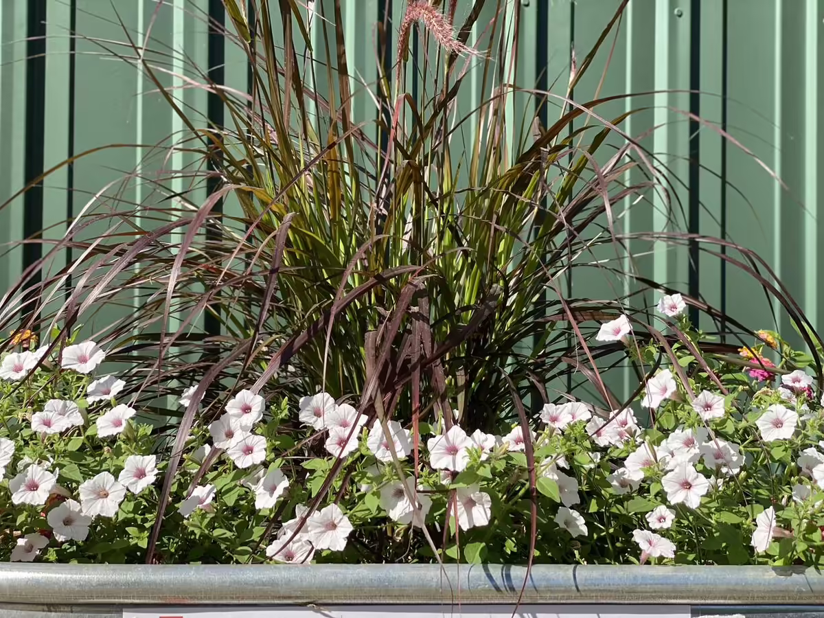 the rim of a horse trough is just visible and it is filled with white petunias and a purple annual grass and seen against the green steel of a pole barn