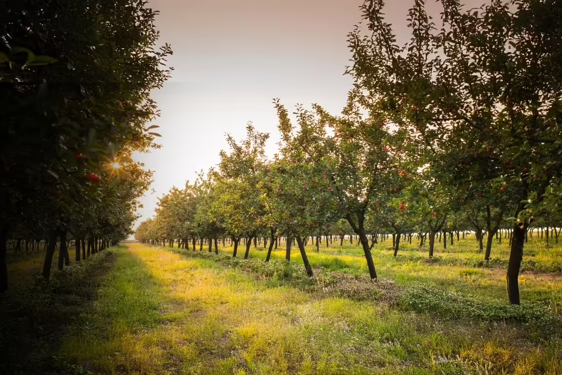 orchard at sunset
